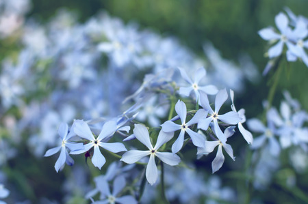Wild flowers close-up. soft focus, blur flower. flower backgroundの写真素材