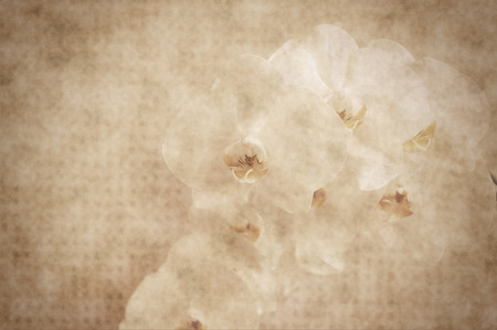 Orchid flowersの写真素材