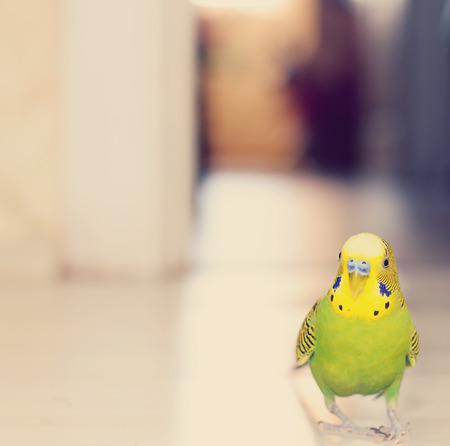 Budgerigar parrot walking on the floor. Budgieの写真素材