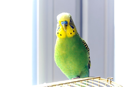 Budgerigar on the birdcage. Budgie,  soft focus