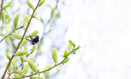 Background of blue sky and bumblebee. Wallpaperの写真素材