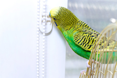 Budgerigar on the birdcage. Budgie. Installation of plastic windows