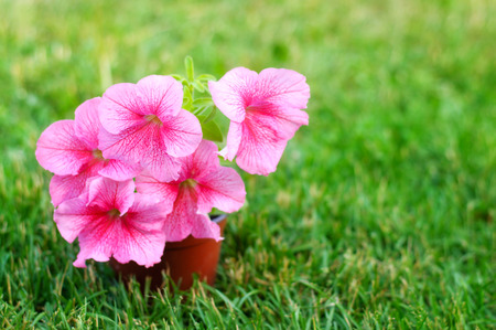 Beautiful pink flowers in pot on green grass.の写真素材