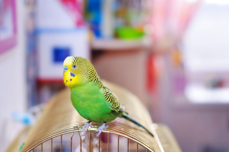 Budgerigar on the birdcage. Budgie