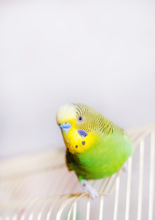Budgerigar on the birdcage. Budgie