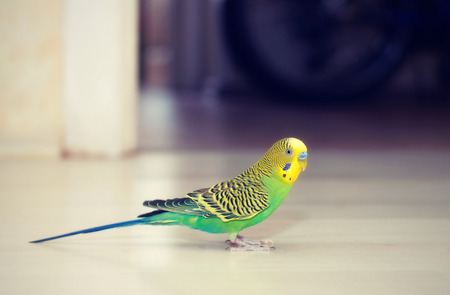 Budgies walking on the floor