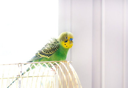 Budgerigar on the birdcage. Budgie