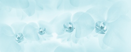 Orchids blue background. Banner delicate floral backgroundの写真素材