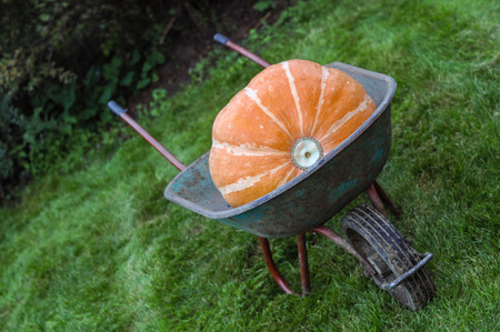 Big pumpkins in gardenの写真素材