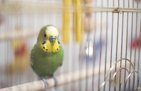 Budgerigar in the birdcage.Soft focus. Budgie