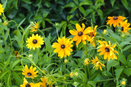 Yellow garden flowersの写真素材