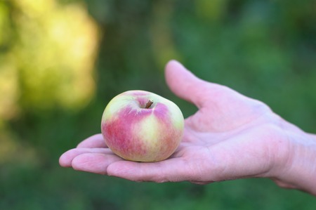 Ripe one apple on tree in orchardの写真素材