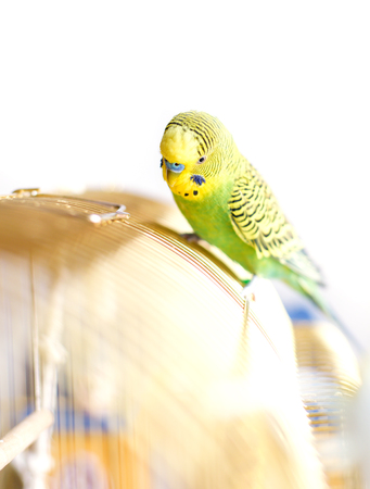 Green Budgerigar, domestic budgie, sitting on cage