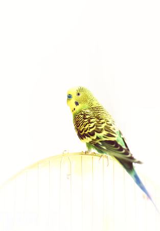 Green Budgerigar, domestic budgie, sitting on cageの写真素材