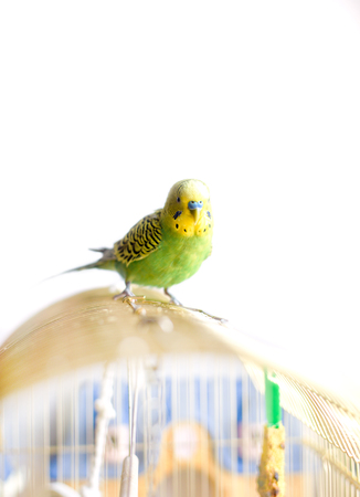 Green Budgerigar, domestic budgie, sitting on cage