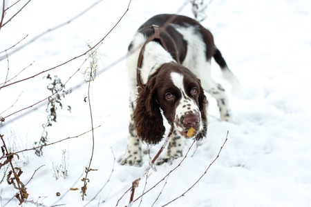 Walk with puppy on first snow. Cute Puppy English Springer Spaniel chewing on branches bush on the...