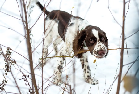 Walk with a puppy for the first snow. Cute Puppy English Springer Spaniel  chewing on branches bush on the fall nature.の写真素材