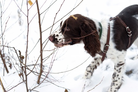 Cute Puppy English Springer Spaniel chewing on branches bush on the winter nature.の写真素材