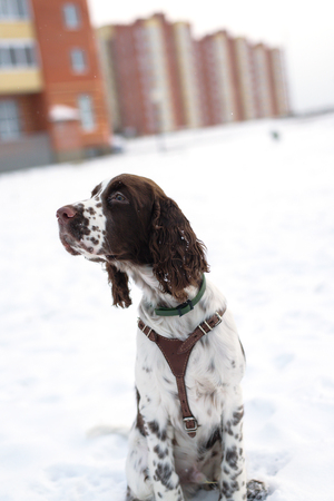 Walk with a puppy for the first snow. Cute Puppy English Springer Spaniel sits on the fall nature.の写真素材