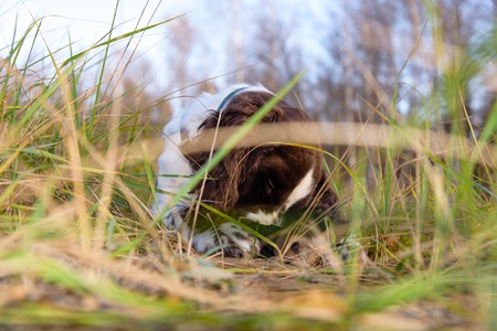 Cute Puppy English Springer Spaniel lying on the nature. Cute Puppy English Springer Spaniel in the fall forestの写真素材