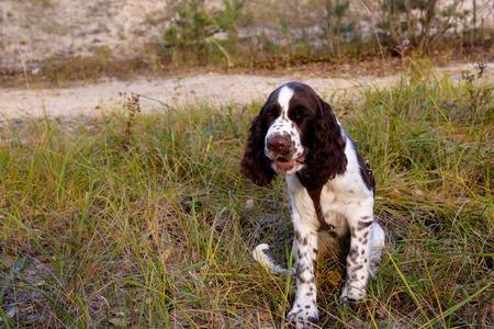 Cute Puppy English Springer Spaniel sits on the fall nature. Eyes closed, yawningの写真素材