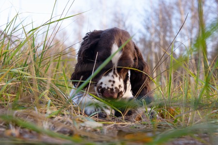 Cute Puppy English Springer Spaniel lying on the nature. Cute Puppy English Springer Spaniel in the fall forestの写真素材