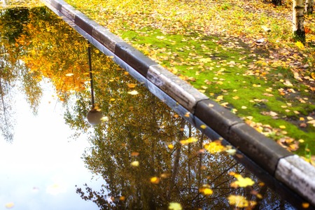 Autumn leaves in a puddle. Fall trees. Rich colors.の写真素材