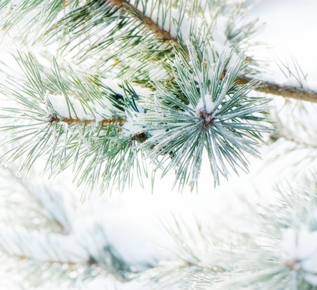 Winter nature background. Frozen flower