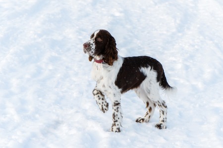 English Springer Spaniel puppy dogの写真素材