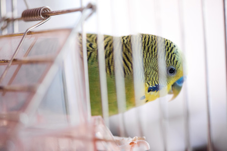 Budgerigar in the cage. Budgieの写真素材
