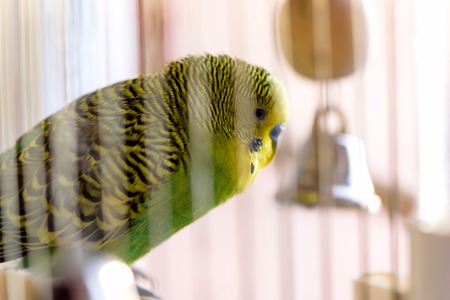 Budgerigar in the cage. Budgieの写真素材