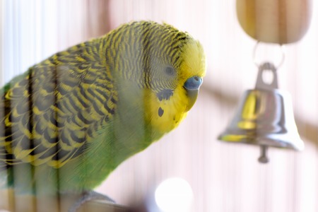 Budgerigar in the cage. Budgie