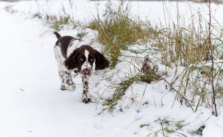 English Springer Spaniel puppy dog