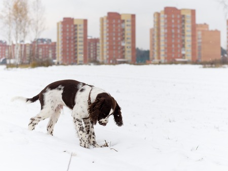 English Springer Spaniel cute puppy. Hunting dogの写真素材
