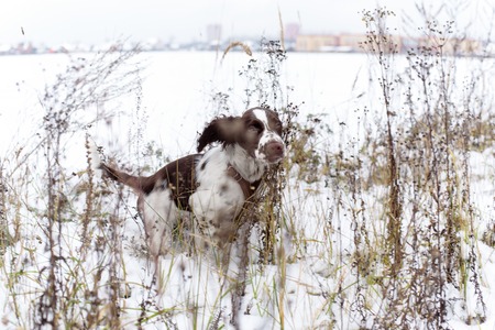 English Springer Spaniel cute puppy. Hunting dogの写真素材