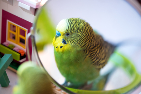 Green budgerigar parrot close up head portrait on blurred background look in the mirrorの写真素材