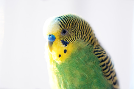 Green budgerigar parrot close up head portrait on blurred  backgroundの写真素材
