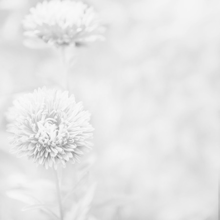 Beautiful aster flowers.. Blurred black and white backgroundの写真素材
