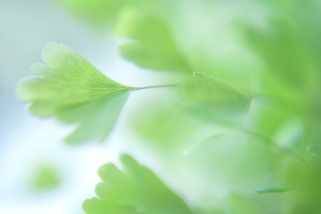 Eco nature green and blue abstract defocused nature backgroundの写真素材