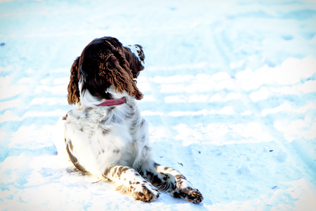 Young springer spaniel in winter forest. Close up portrait of hunting dogの写真素材