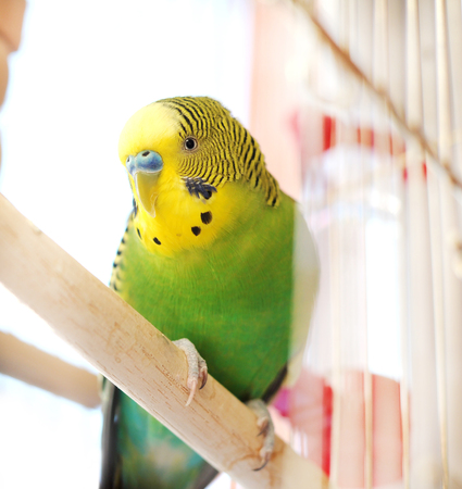 Budgerigar close up in the bird cage. Budgie close up photo.