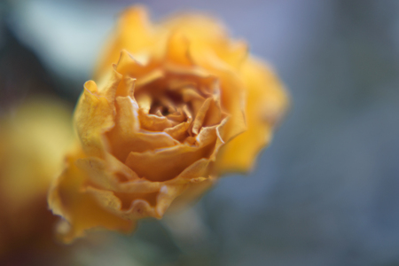 blurred floral abstract  background. Withering Rose flowerの写真素材