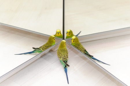 Budgerigar on floor. Budgie Look in the mirror on many reflectionsの写真素材