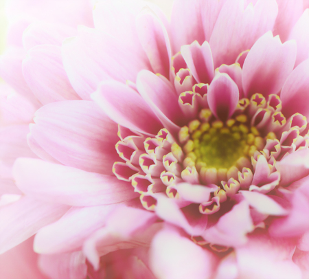 Pink golden-daisy macro. Chrysanthemum rose close upの写真素材