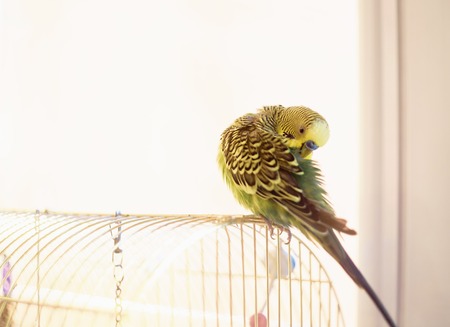 Budgerigar on the bird cage. Funny green budgie parrot cleans feathers