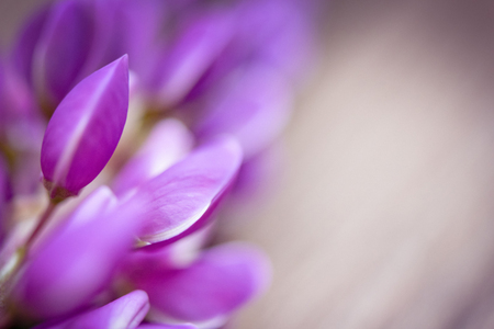 Purple and blue beautiful lupines petal and flowers on wooden backgroundの写真素材