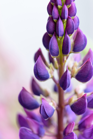 Colorful lupines beautiful flowers on a blurred boreh background
の写真素材