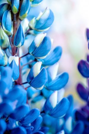 Blue close up lupines beautiful flowers on a blurred bokeh backgroundの写真素材