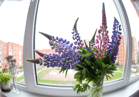  A bouquet of lupines beautiful flowers on the windowの写真素材