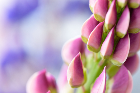Colorful lupines beautiful flowers on a blurred boreh background
の写真素材